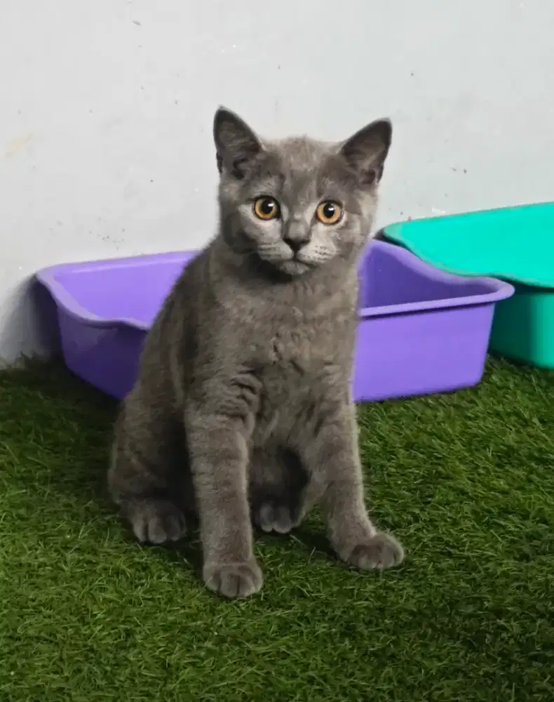 British Short Hair BSH Kitten