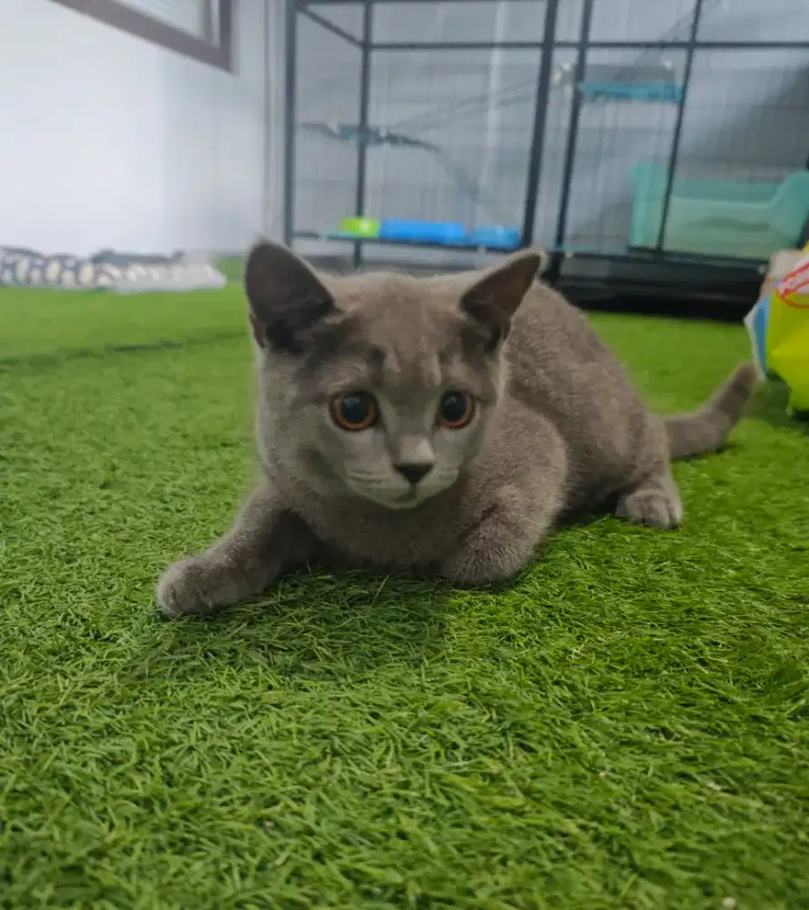 British Short Hair BSH Kitten