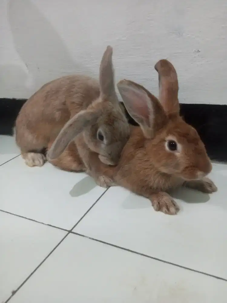 Kelinci lokal warna coklat bukan ayam bebek kalkun atau burung