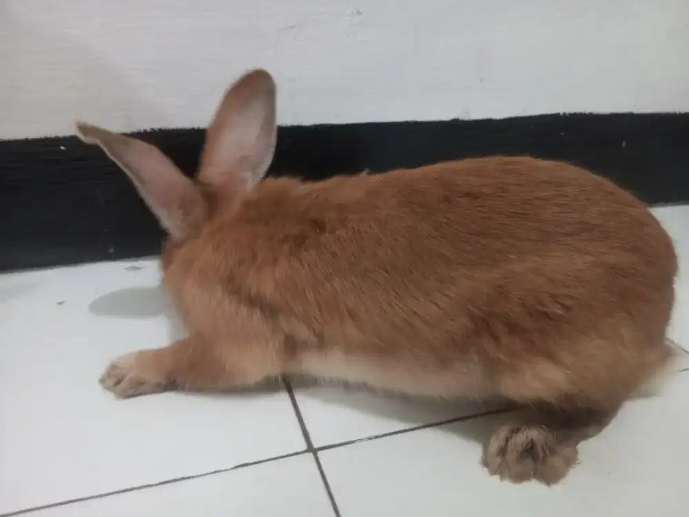 Kelinci Betina 8 bln up, bukan burung ayam atau kalkun dan ikan