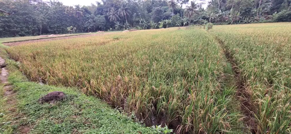 Jual sawah produktif