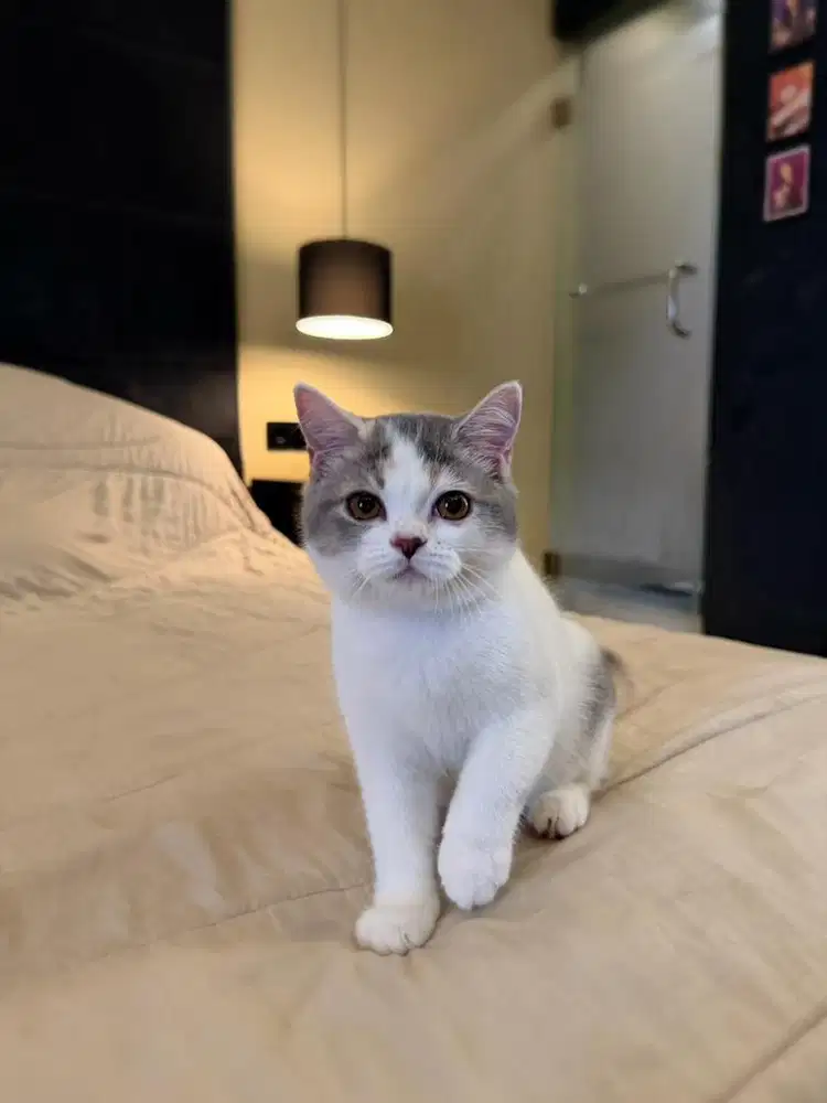 british shorthair bsh