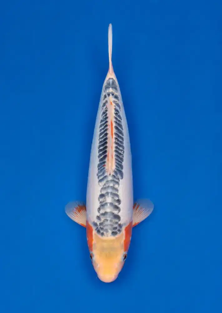 Koi Shusui Import Oyama Farm