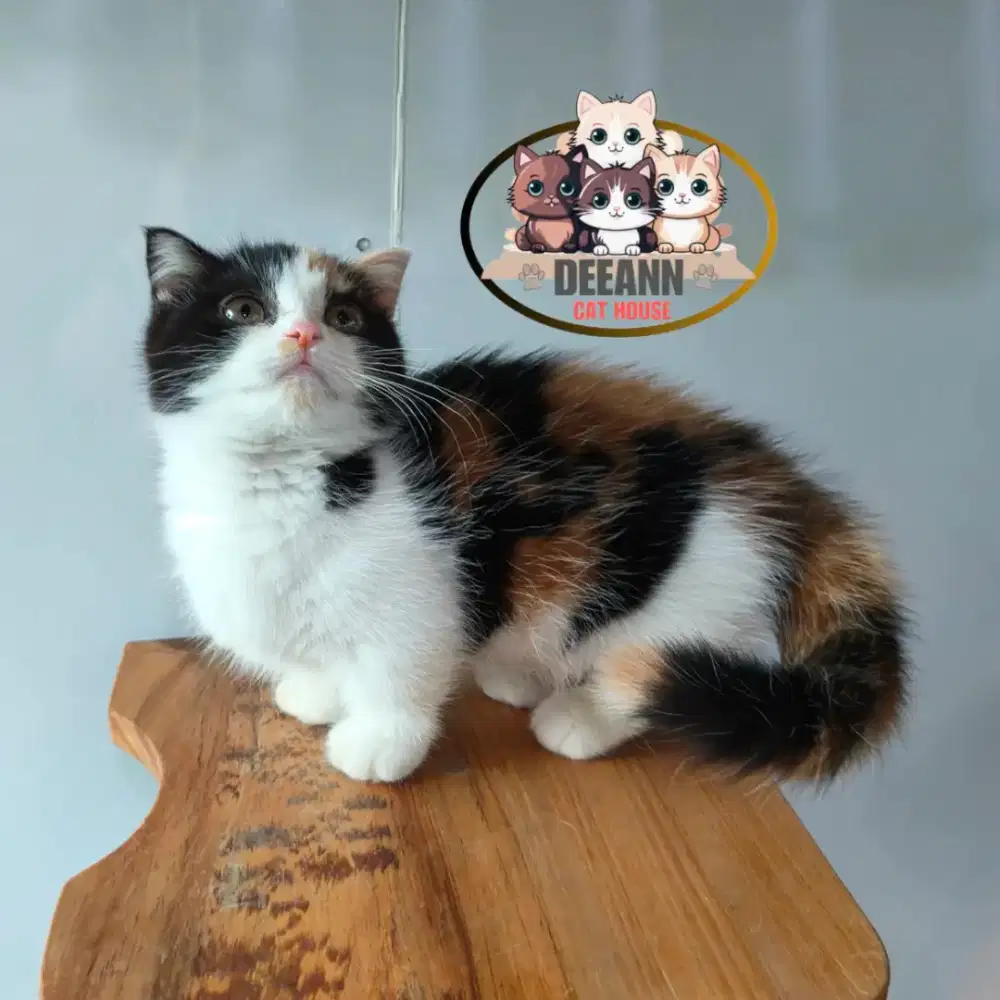 Munchkin Gaelic Fold Calico