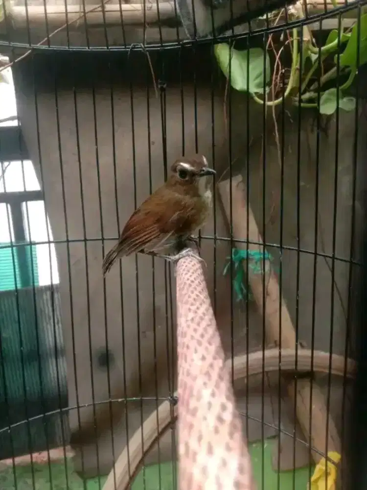 jongkangan coklat jawa barat gacor