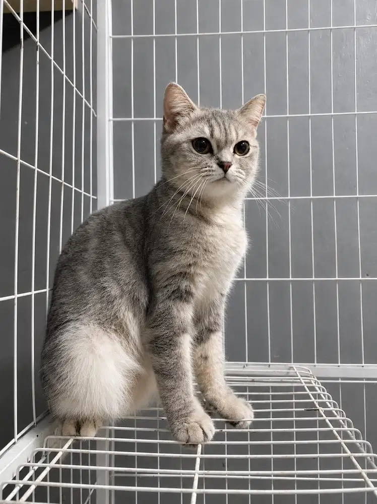 BSH tabby 8 bulan