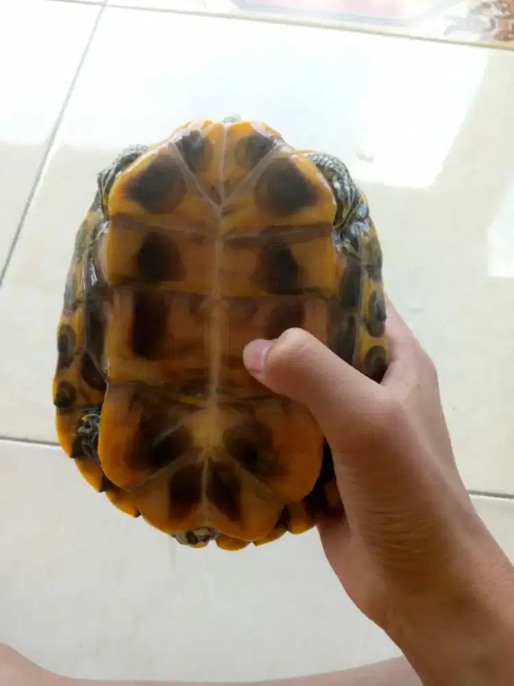 Paket aquarium isi 2 ekor reptil air