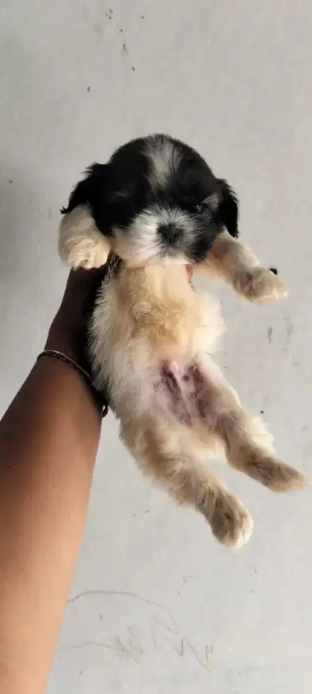 puppies shitzhu