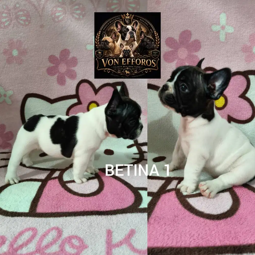FRENCH BULLDOG PUPPY STAMBUM TRAH MURNI