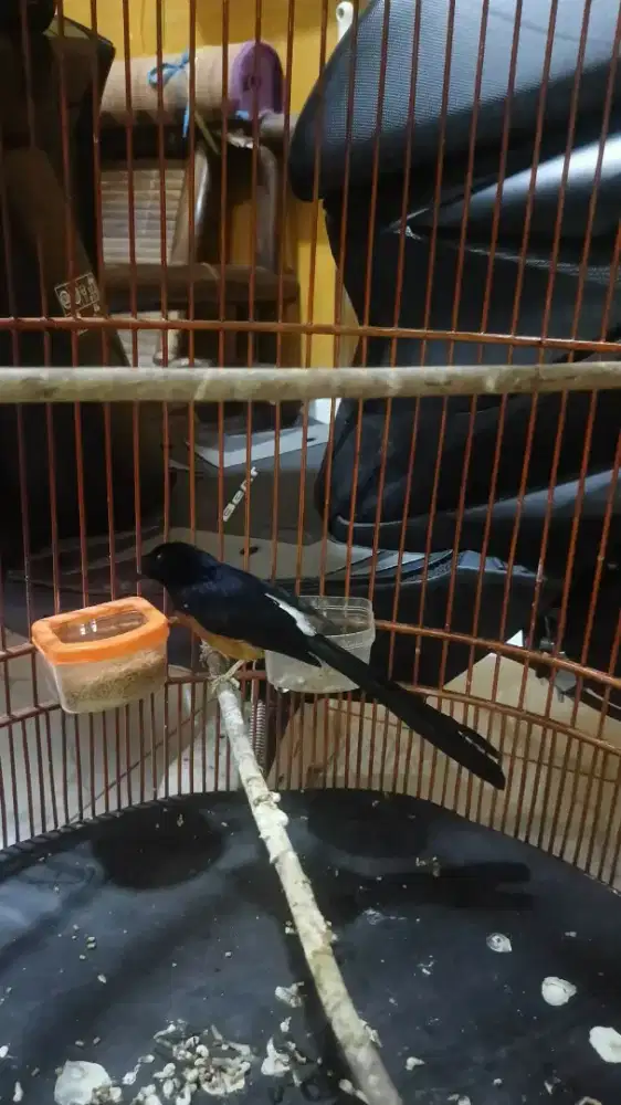 Murai batu no minus