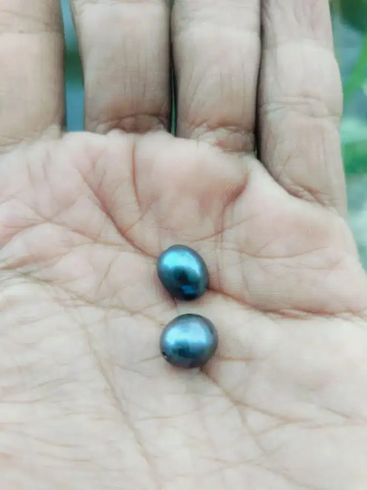 Mutiara hitam air laut
