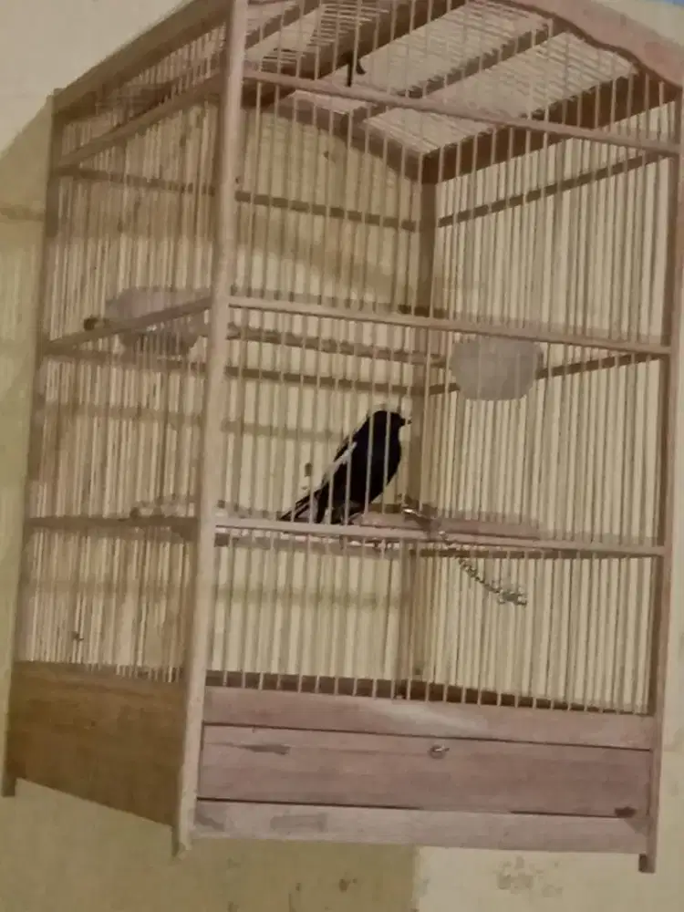 Jual burung katcer 1 sett + kandang
