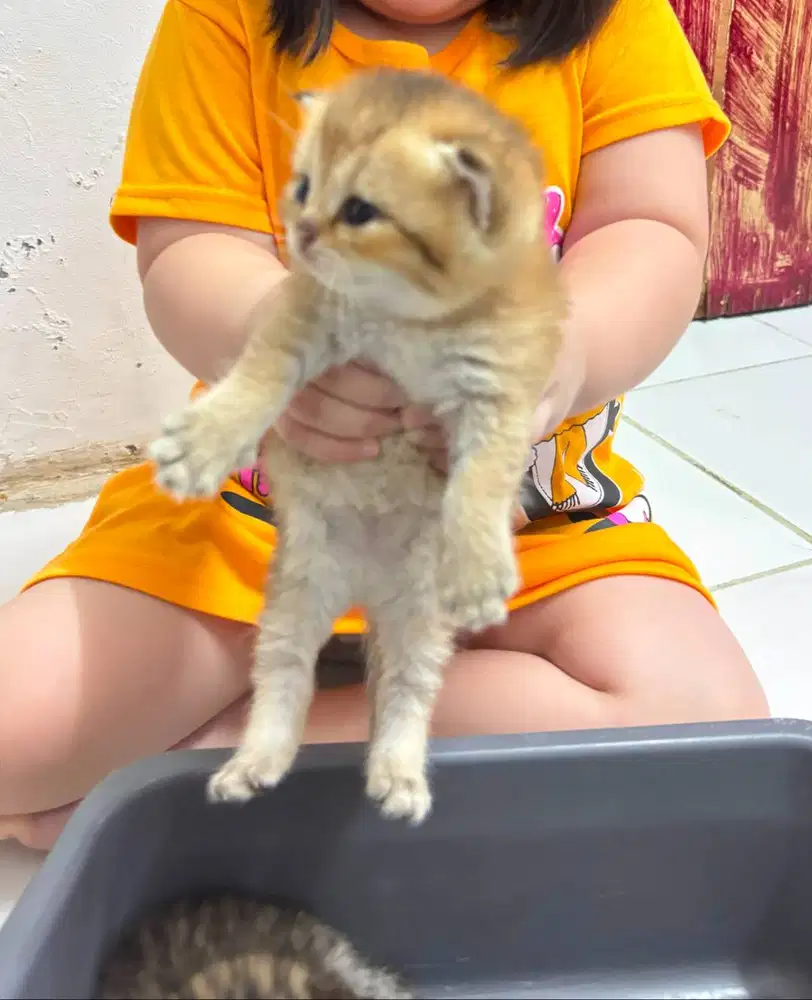 Kitten British Shorthair