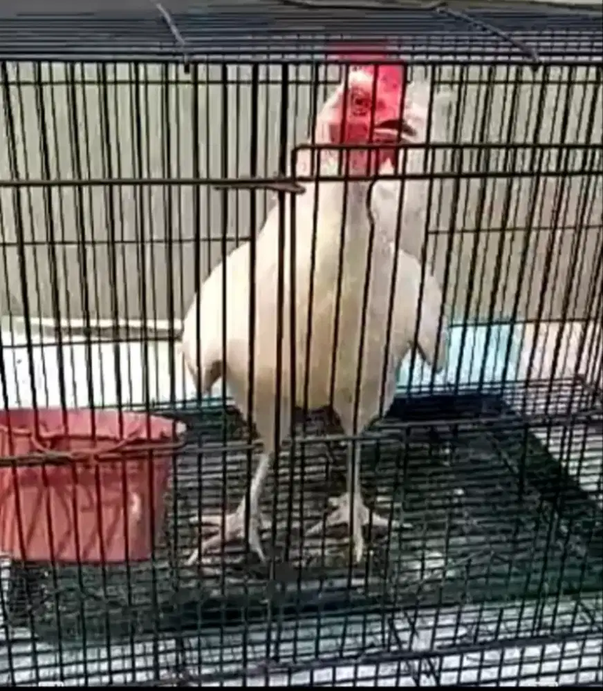 Ayam ketawa Indukan betina durasi panjang warna putih polos