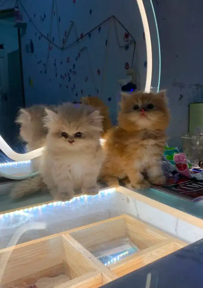 Lepas adoopt kitten