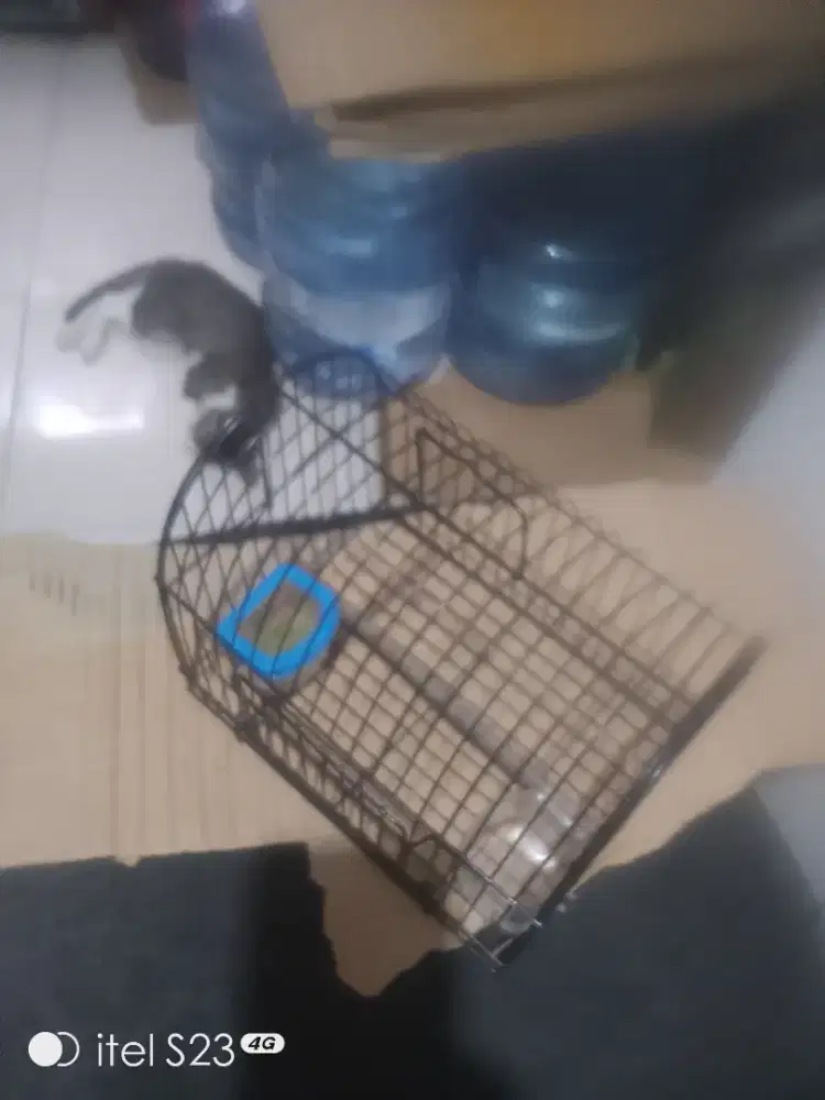 Kandang untulan
