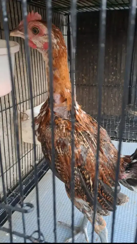 Ayam ketawa durasi sambung/durasi kelamin jantan