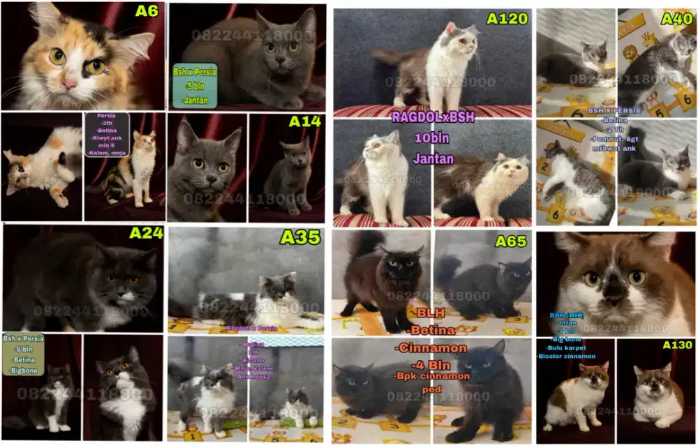 Kucing Bsh, Ragdoll, Persia