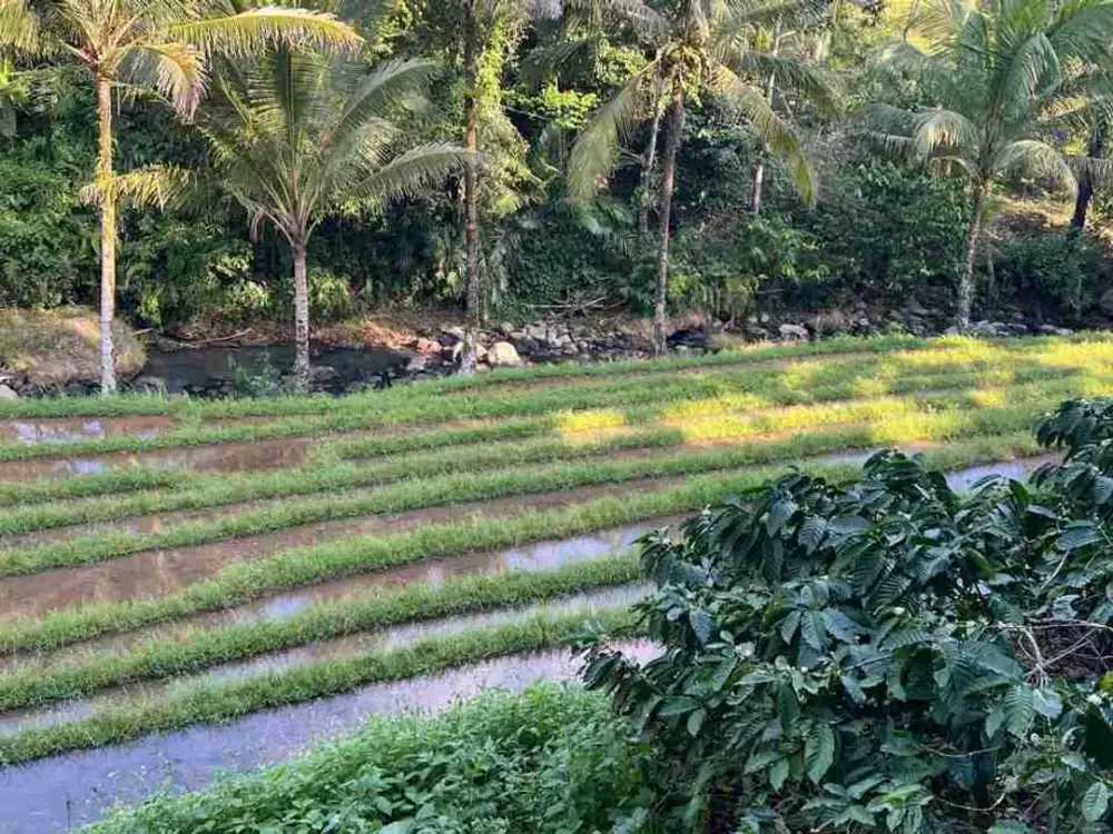 jual tanah kebun aneka buah view sawah Los sungai di tabanan bali