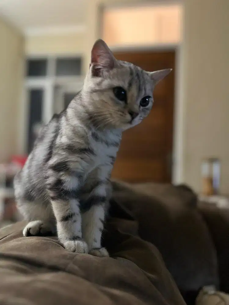 BSH Kitten (betina- jantan)