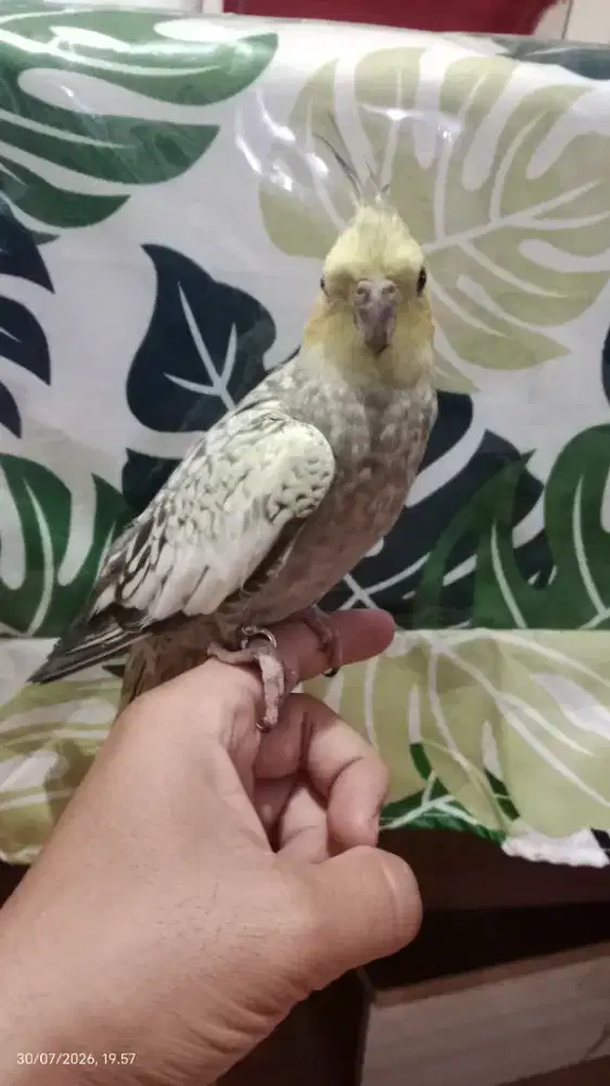 Burung Falk/ parkit Australi Jinak total