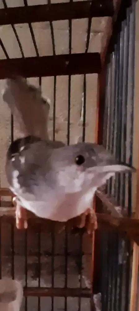 BURUNG CIBLEK RING BETINA RAWATAN PLUS SANGKAR