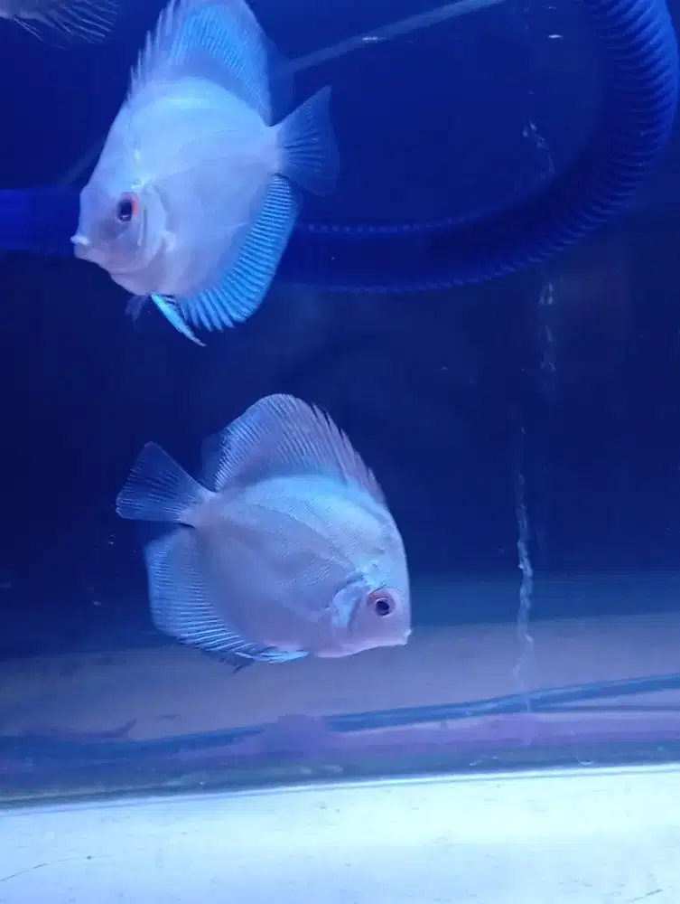 Discus blue diamond