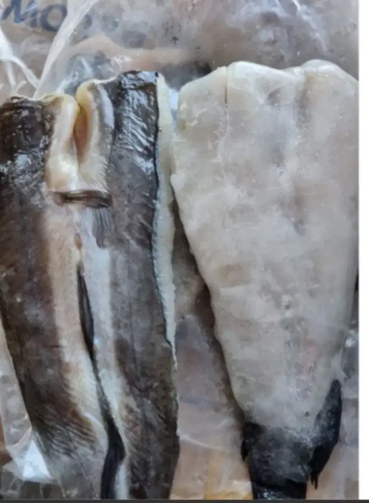Jual piletan ikan lele sgar yg minat WA