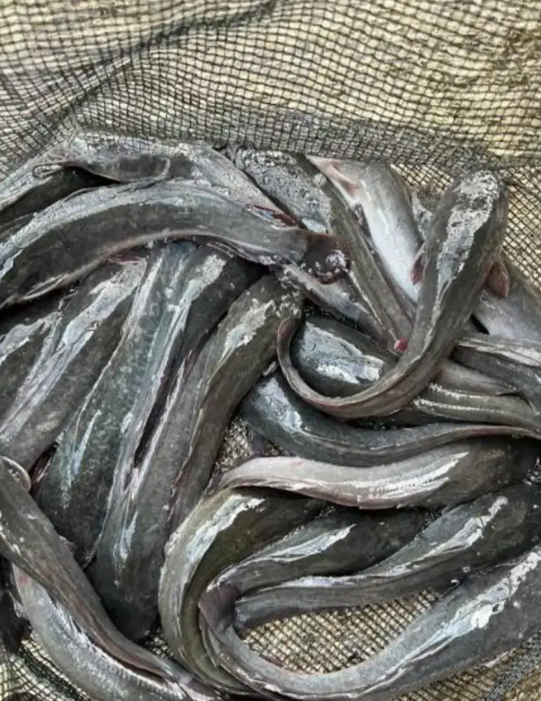 Jual ikan lele daging per kintal yg minat WA ajah siap kirim