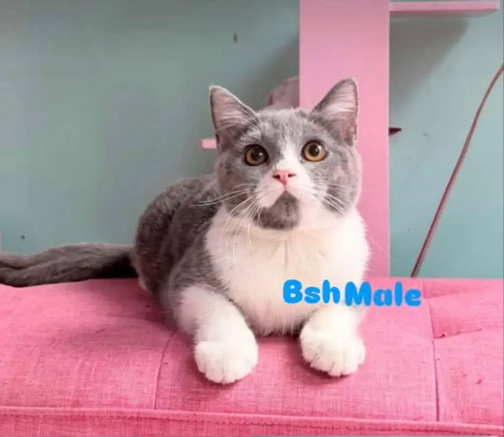 Bsh male bico parent ped