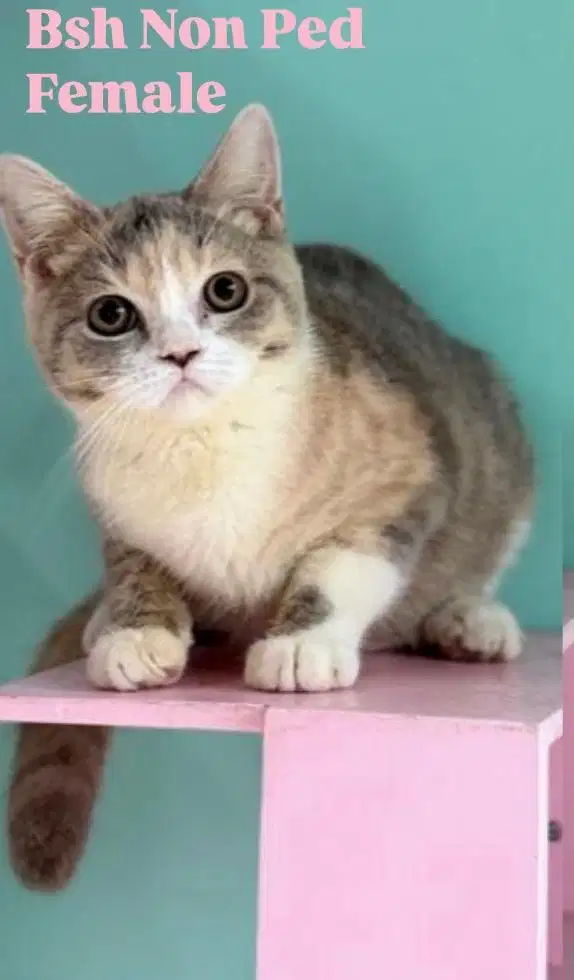 Bsh female parent ped