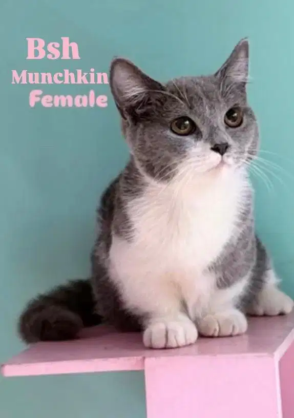 Bsh munchkin female