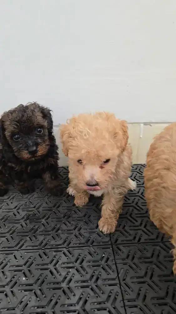 Toy tiny teacup poodle