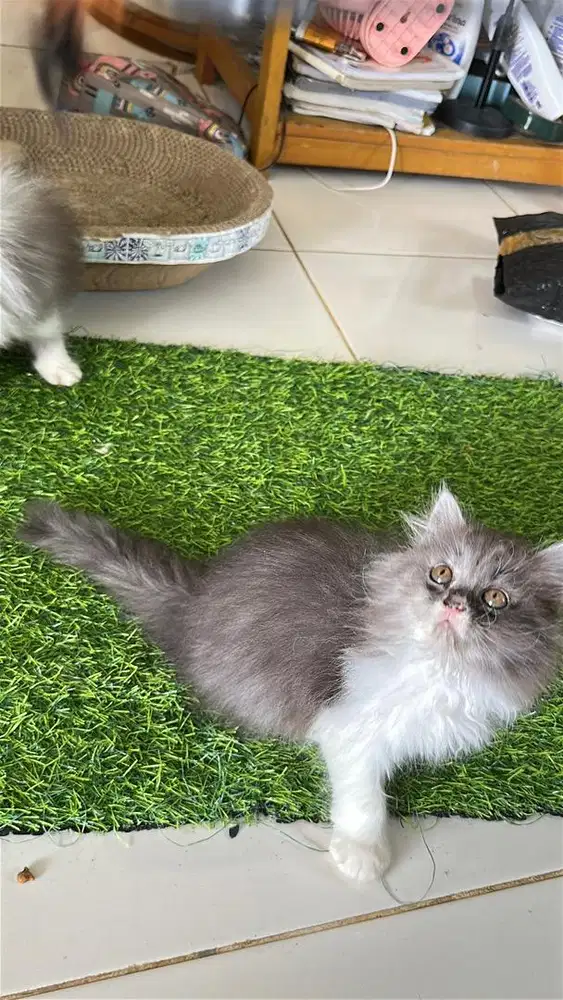 Persia flatnose bigbon super longhair