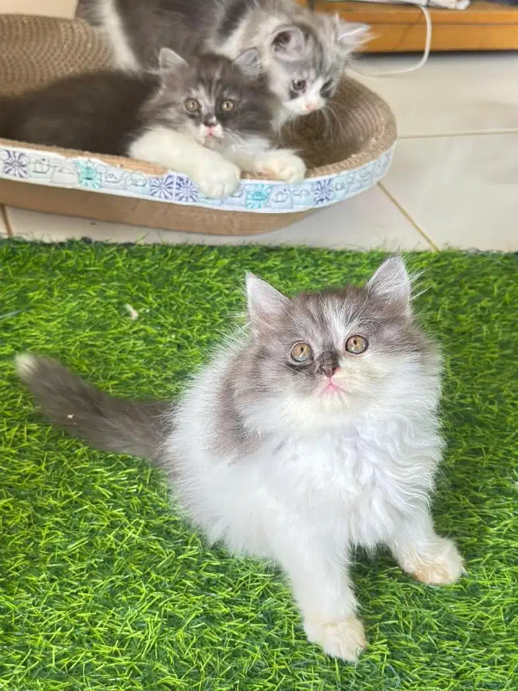 Persia flatnose warna abu putih limited edition
