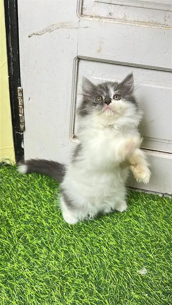 Persia flatnose bigbon josss kualitas mantul