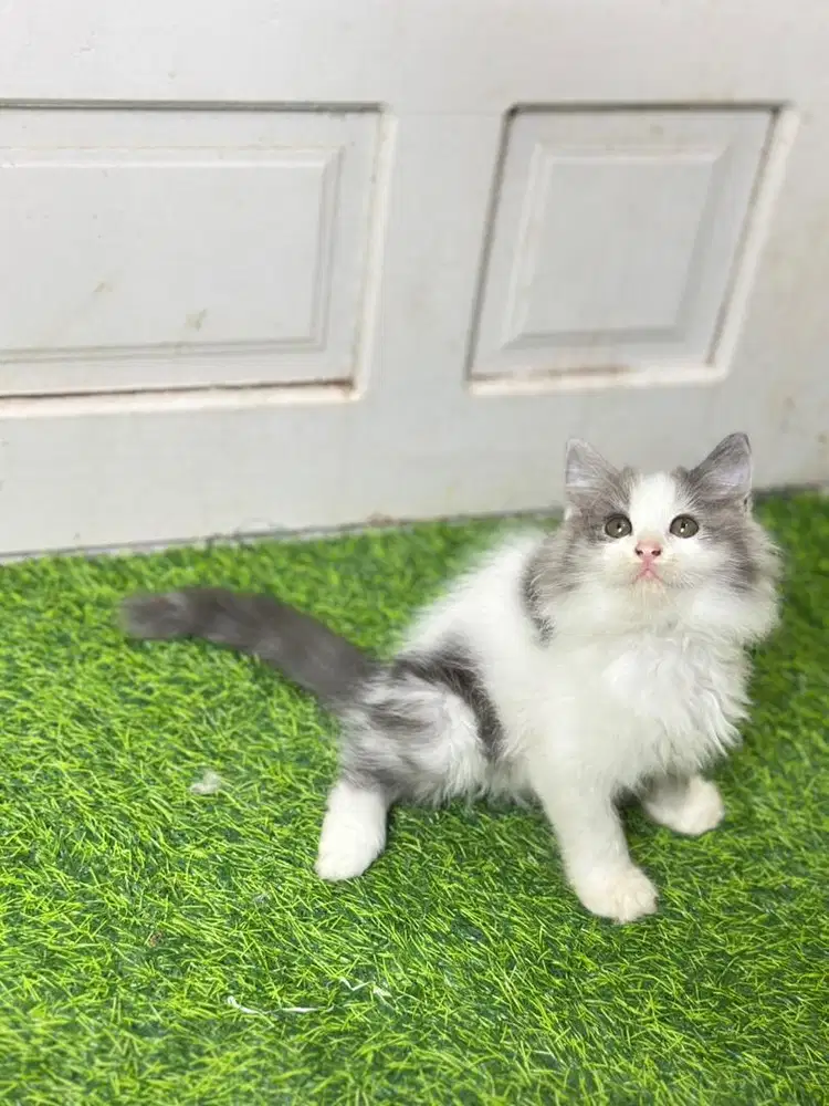 Persia flatnose abu putih mantul