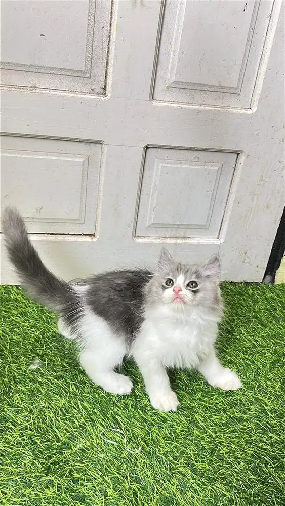 Persia flatnose warna antik bigbon super longhair