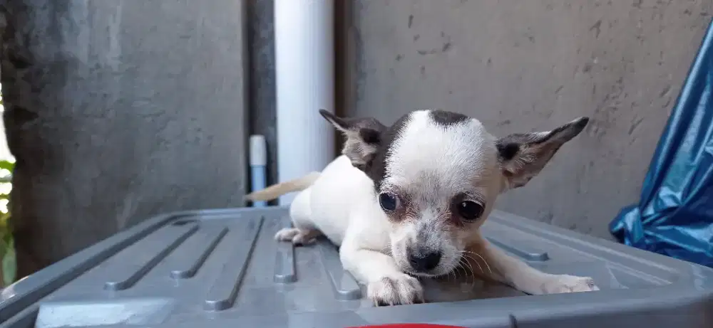 anjing chihuahua betina