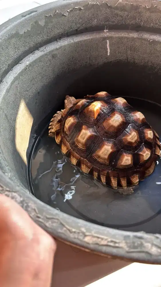Sulcata 25,2cm.