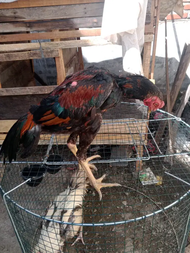 Ayam Bangkok selatan umur 5bulan