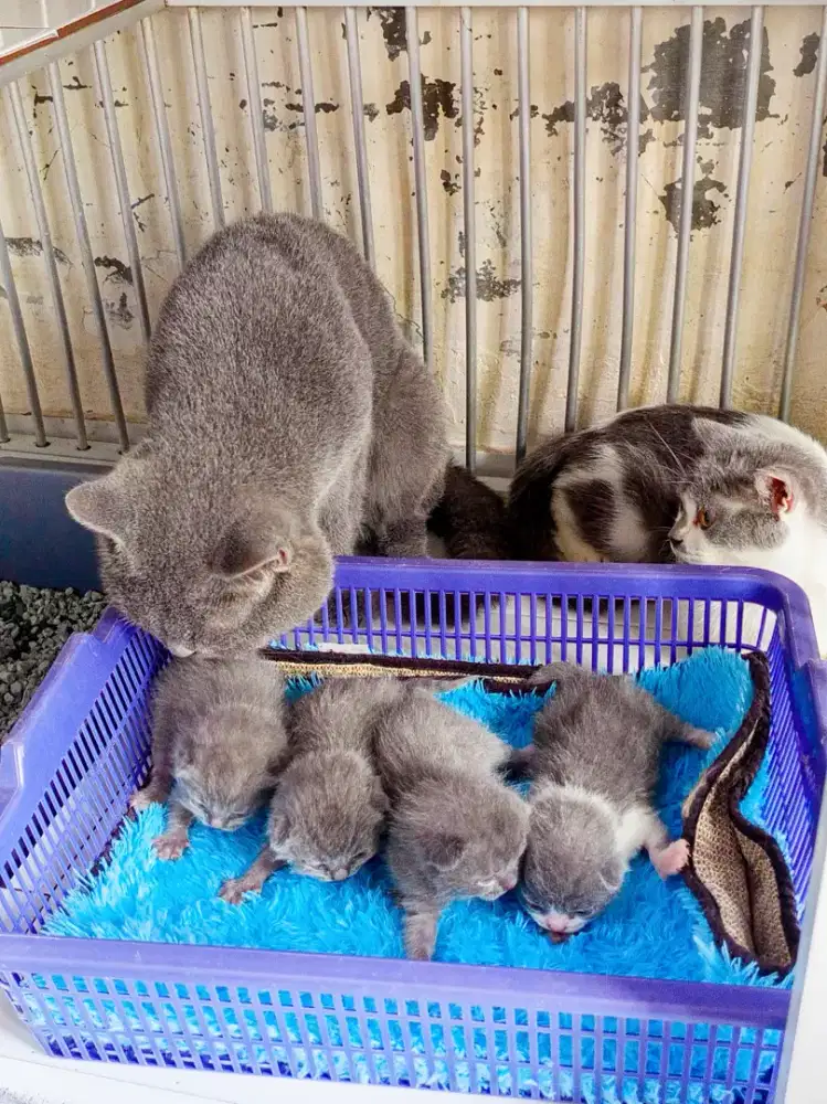 borongan 4 kitten bonus induknya