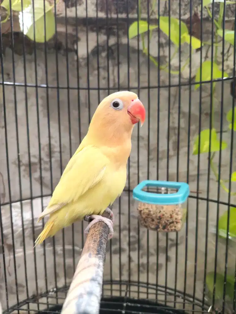 Lovebird Biola Aqua paud