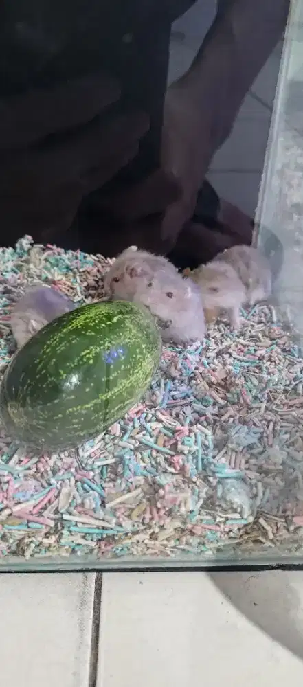Hamster ww argente