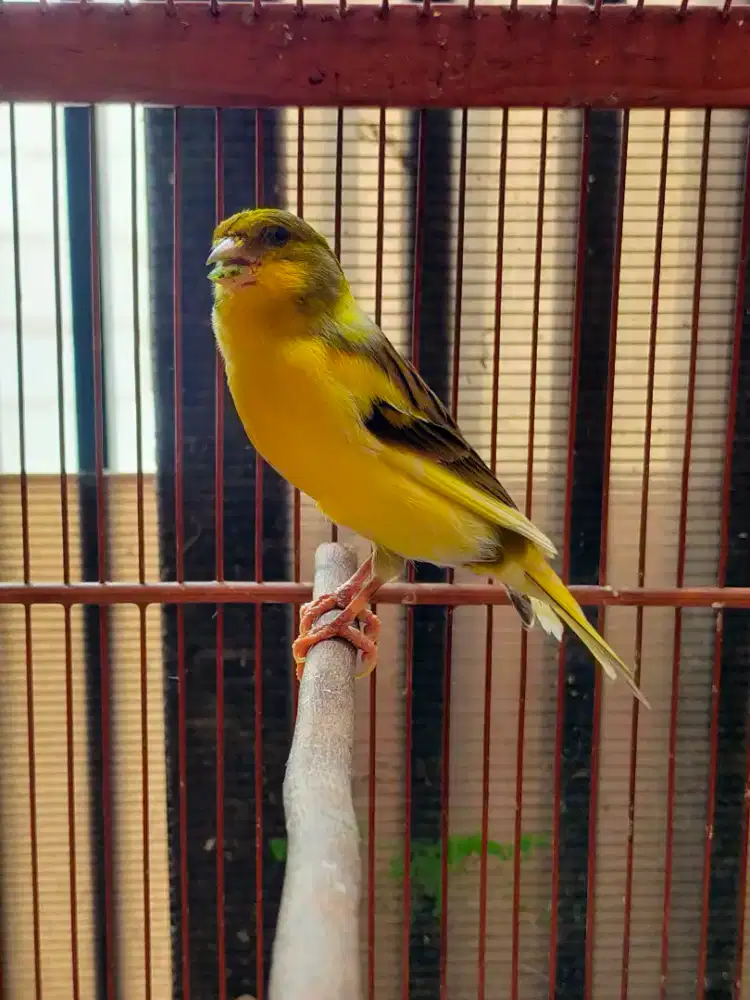 Burung kenari AF jantan dewasa