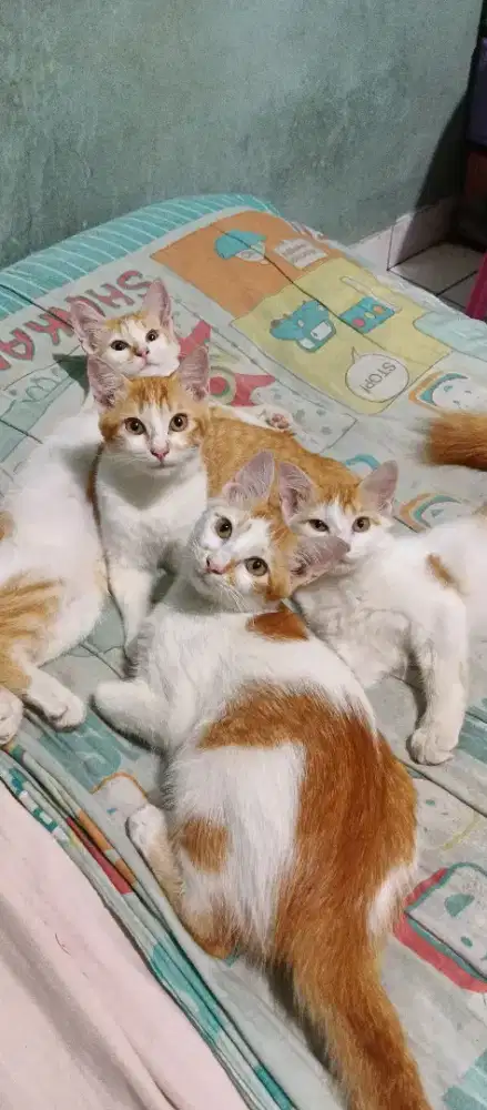 Kucing domestik mix