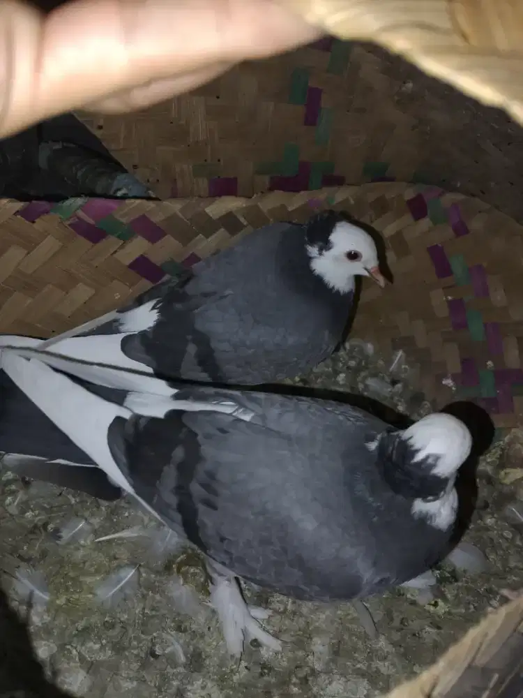 Merpati jambul jembros