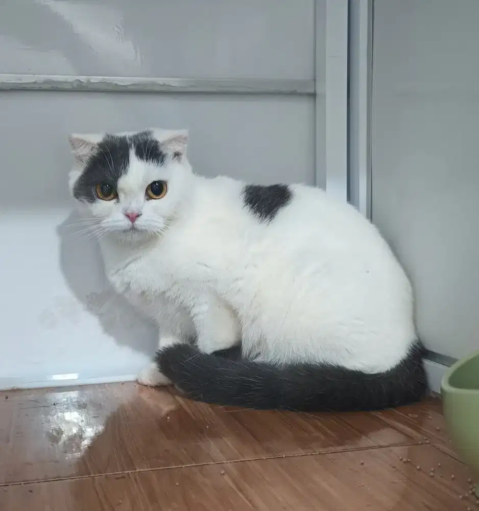 BSH Scottish Fold Bicolor Blue Betina Hamil