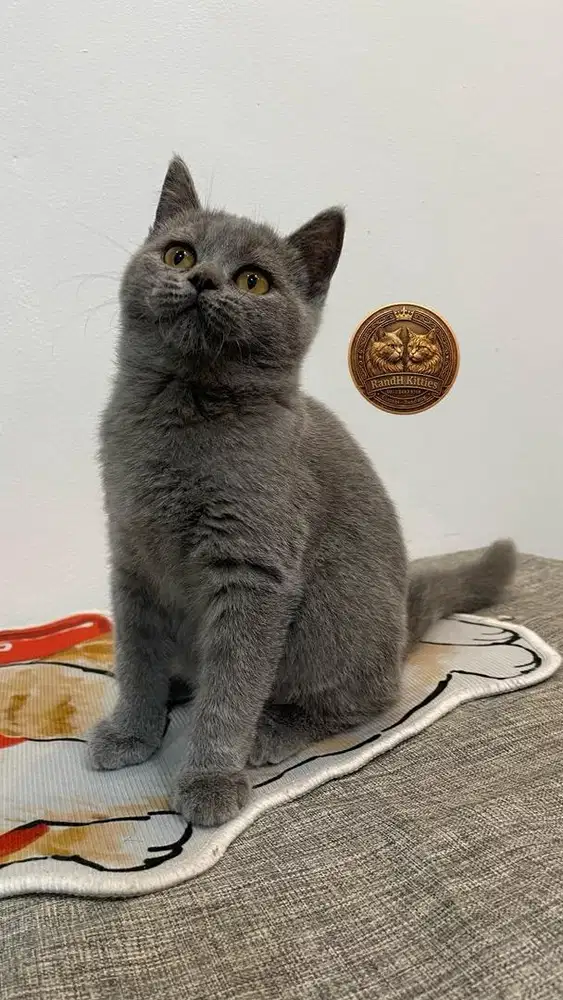 BSH Kitten Blue Female