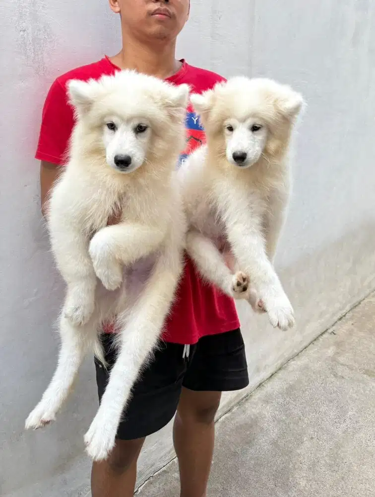 Samoyed cakep murceh